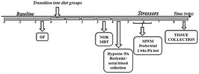 Nutritional Ketosis Affects Metabolism and Behavior in Sprague-Dawley Rats in Both Control and Chronic Stress Environments